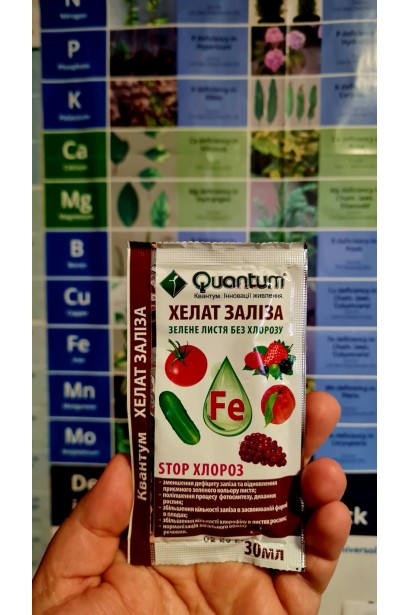 Стоп хлороз, зелене листя без жовтизни